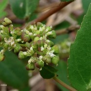 Euphorbia indica Lam.Jean Bélan.( fruits tricoques ) .euphorbiaceae.amphinaturalisé.jpeg
